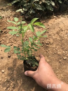 高度15厘米四季玫瑰