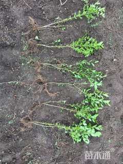 高度40厘米水蜡