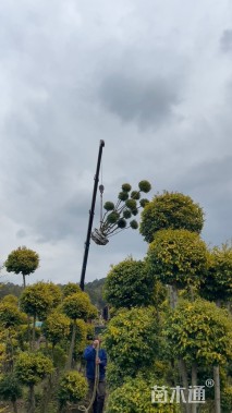 高度250厘米亮金女贞