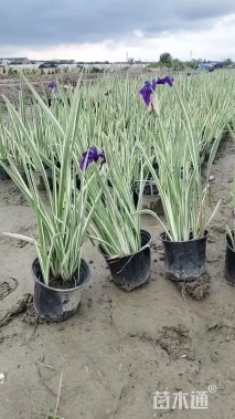 高度30厘米花叶玉婵花