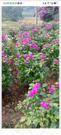 高度60厘米三角梅