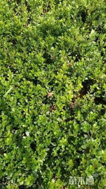 高度30厘米春鹃