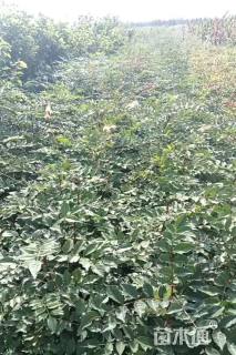 高度60厘米花椒