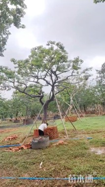 25公分红果冬青