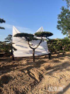 15公分造型松