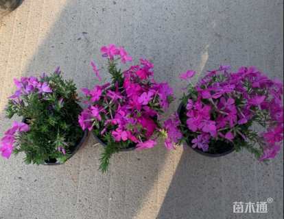 高度5厘米丛生福禄考