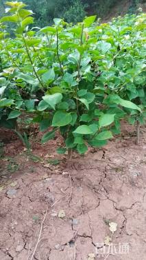 高度60厘米红花三角梅