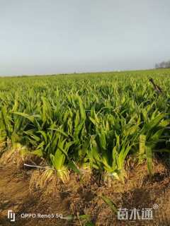 高度30厘米蓝花鸢尾