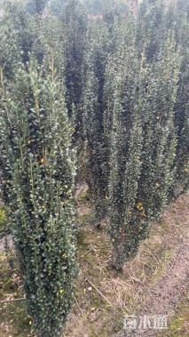 高度120厘米直立冬青