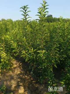 高度150厘米麦李