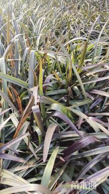 高度40厘米文殊兰