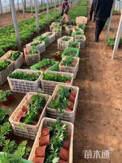 高度20厘米羽扇豆