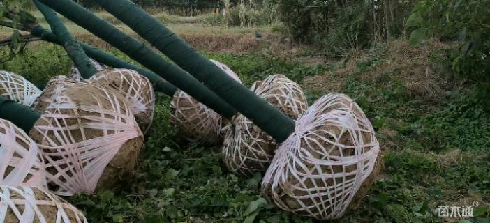 冠幅100厘米刺柏球