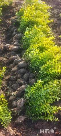 高度45厘米金叶女贞