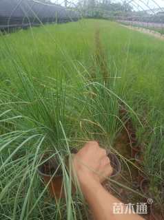 高度25厘米坡地毛冠草