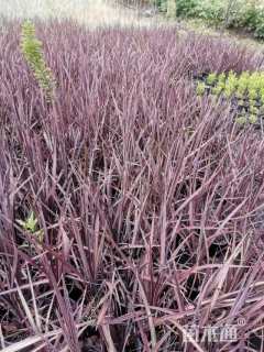 高度50厘米朱蕉