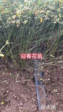 高度120厘米迎春花