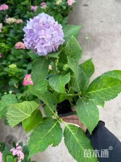 高度25厘米绣球