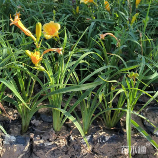 高度60厘米金娃娃萱草