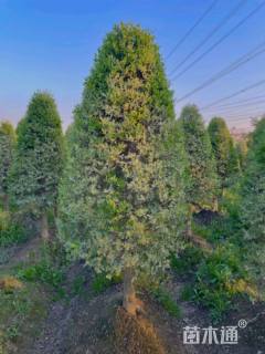 高度200厘米银姬小蜡