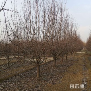 8公分北美海棠