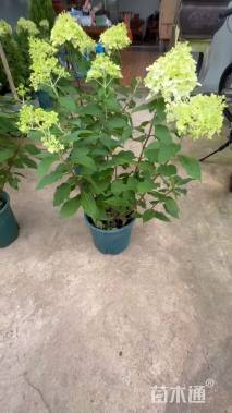 高度50厘米圆锥绣球