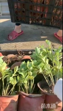 高度20厘米八宝景天