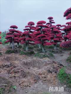 21公分造型红花继木桩