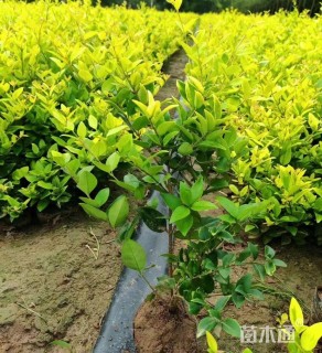 高度30厘米金森女贞