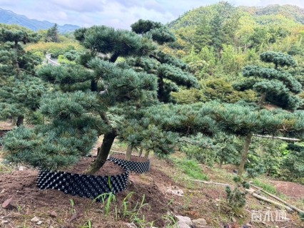 8公分造型五针松