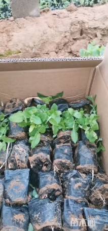 高度15厘米桔梗花