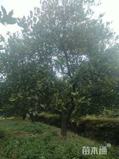 高度450厘米丛生胡柚