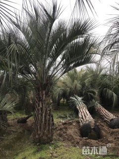 布迪椰子