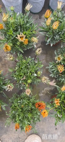 高度20厘米勋章菊