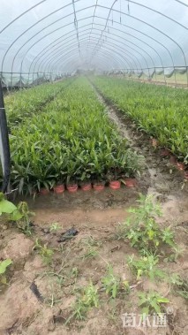 高度40厘米翠芦莉