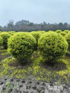 冠幅180厘米千层金球