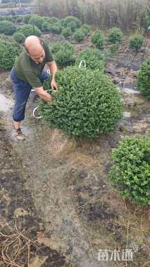 冠幅110厘米龟甲冬青球