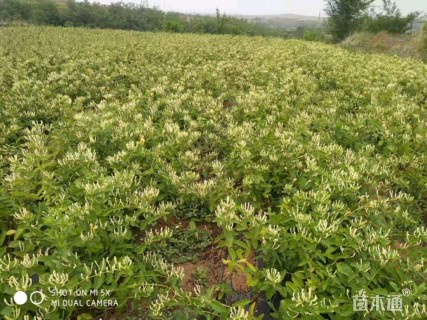 高度50厘米四季金银花