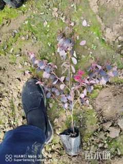 高度15厘米红花继木