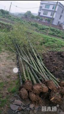 地栽苗楠竹