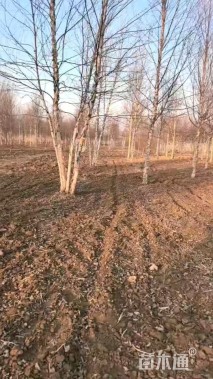 高度600厘米丛生河桦