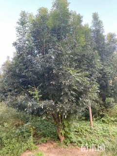 15公分秋紫白蜡