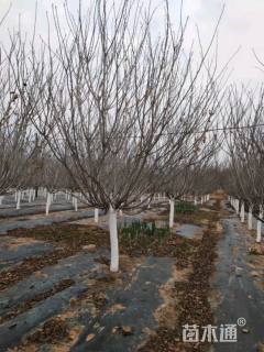 15公分日本晚樱