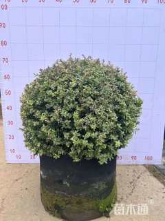 高度50厘米火棘