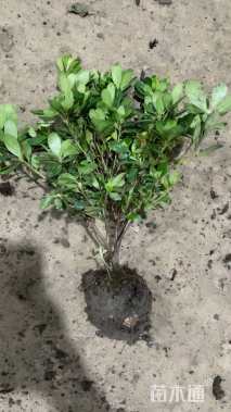 高度30厘米紫鹃