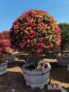 高度100厘米三角梅