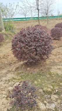 冠幅120厘米红花继木球