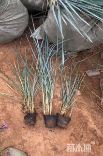 高度30厘米蓝冰麦