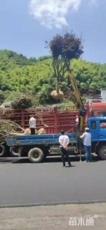 20公分红枫
