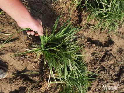 高度30厘米大花萱草